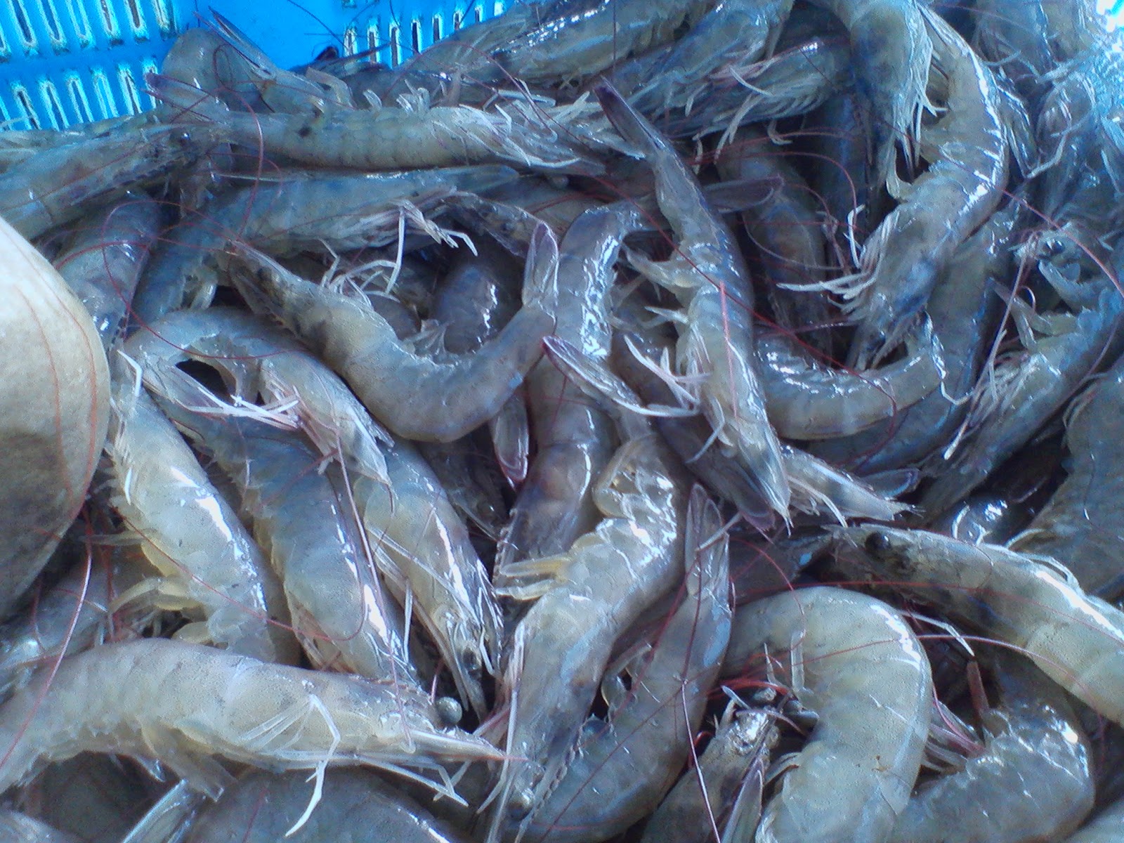 pakan udang