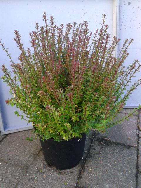 Glansmispel Photinia Fraseri Red Robin Directplant