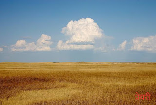 LIFE IN THE TEMPERATE