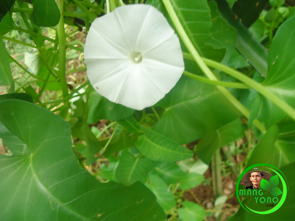 Cara membuat benih kangkung sendiri Blog Mang Yono Cara membuat benih kangkung sendiri Blog Mang Yono