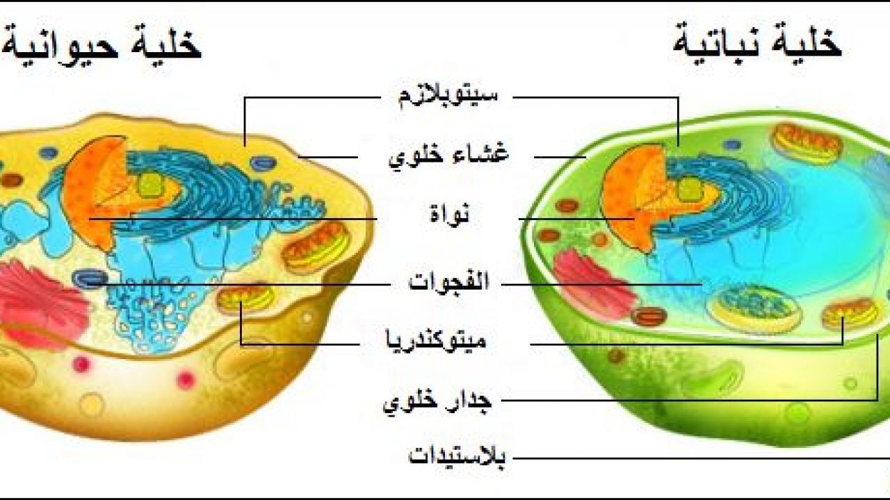 الحيوانية توجد الخلية الخضراء البلاستيدات في توجد البلاستيدات