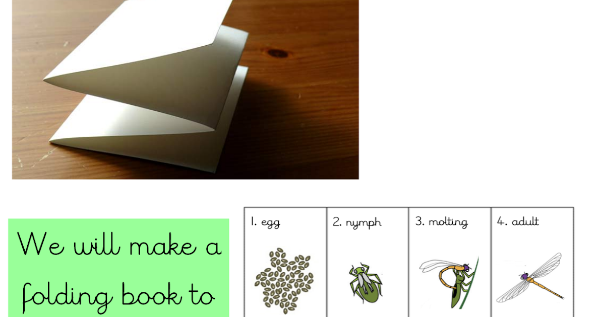 Dragonfly Stem Lesson Plan