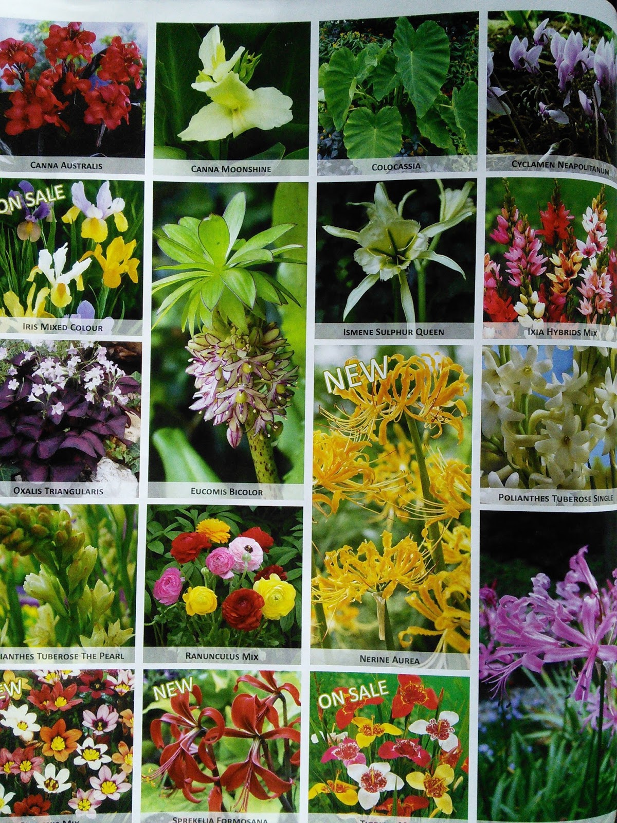 In The Garden Botanus Catalogue