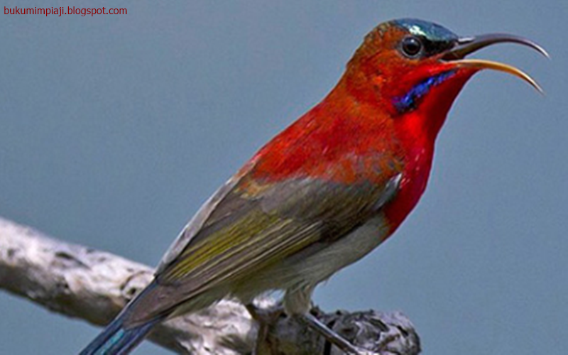 Arti Mimpi Tentang Burung Madu Sepat Raja Menurut Primbon - Madridcomics