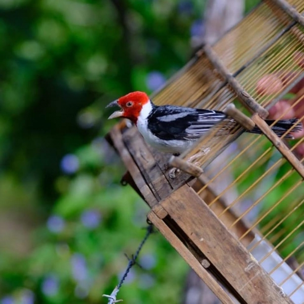 BPA devolve mais de 9,2 mil animais silvestres à natureza; confira balanço de ações em 2019