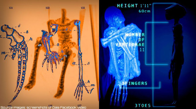  Nazca Mummies Maria and Victoria An Analysis by Eric Cover-victoria