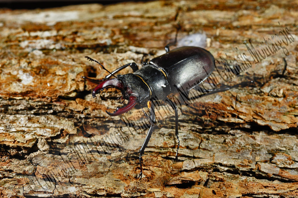 Les Arthropodes (Invertébrés)