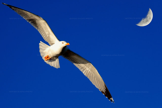 Fly me to the moon, FRank Sinatra, Bart Howard, Seagull, Gabbiano, Moon, Foto Ischia, 