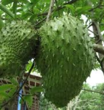 Durian Belanda Wannura