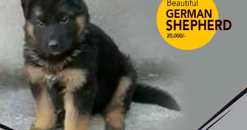 German Shepherd Puppies In India Star Dog World Buy Dogs And Puppies In Jalandhar Ludhiana Amritsar Mohali And Chandigarh