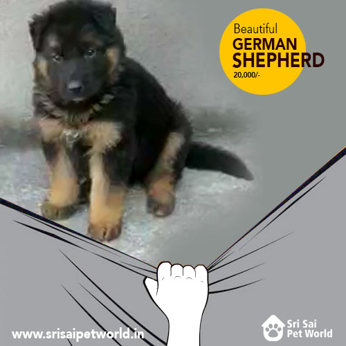 German Shepherd puppies in India