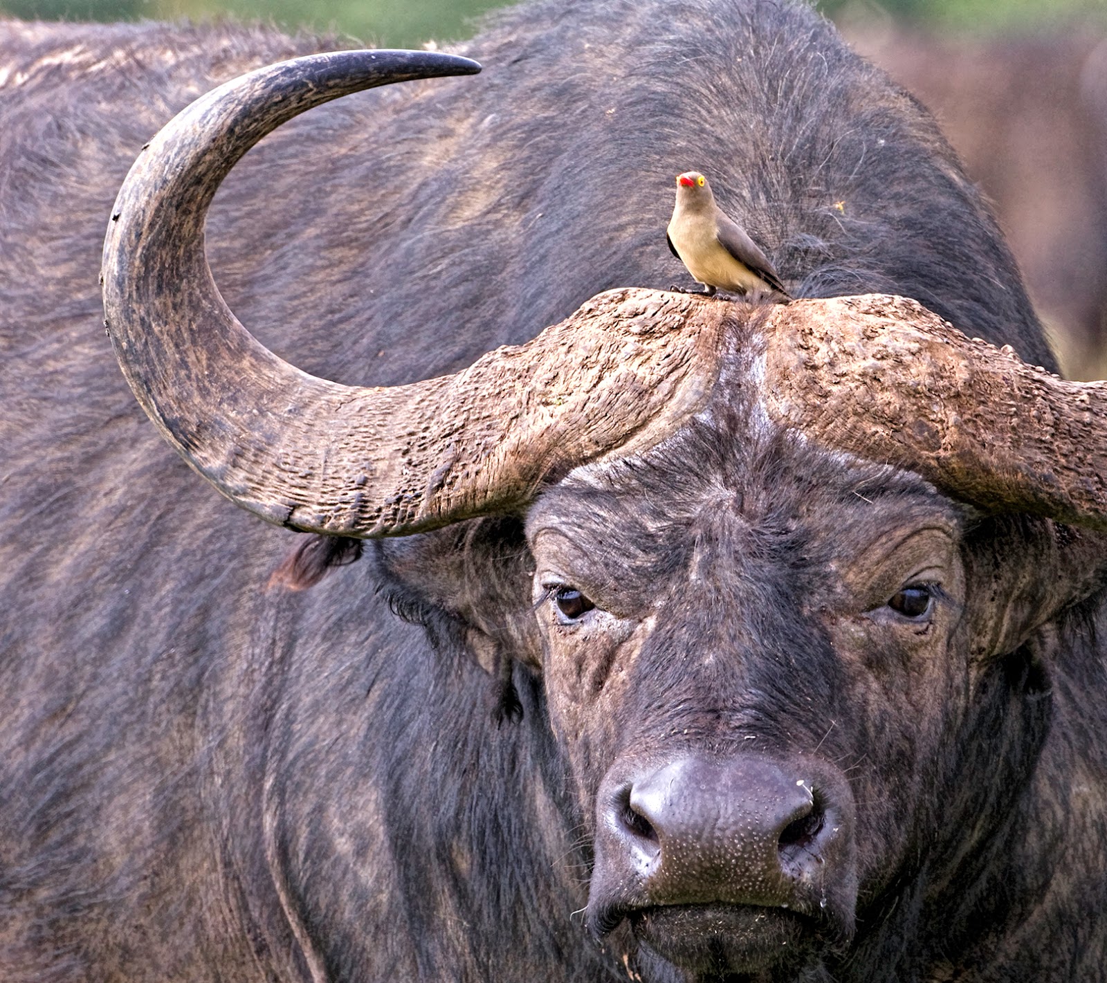 Мир животных буйволы. Кафрский буйвол. Африканский бык Буффало. Капский буйвол. Буйвол малорослик.