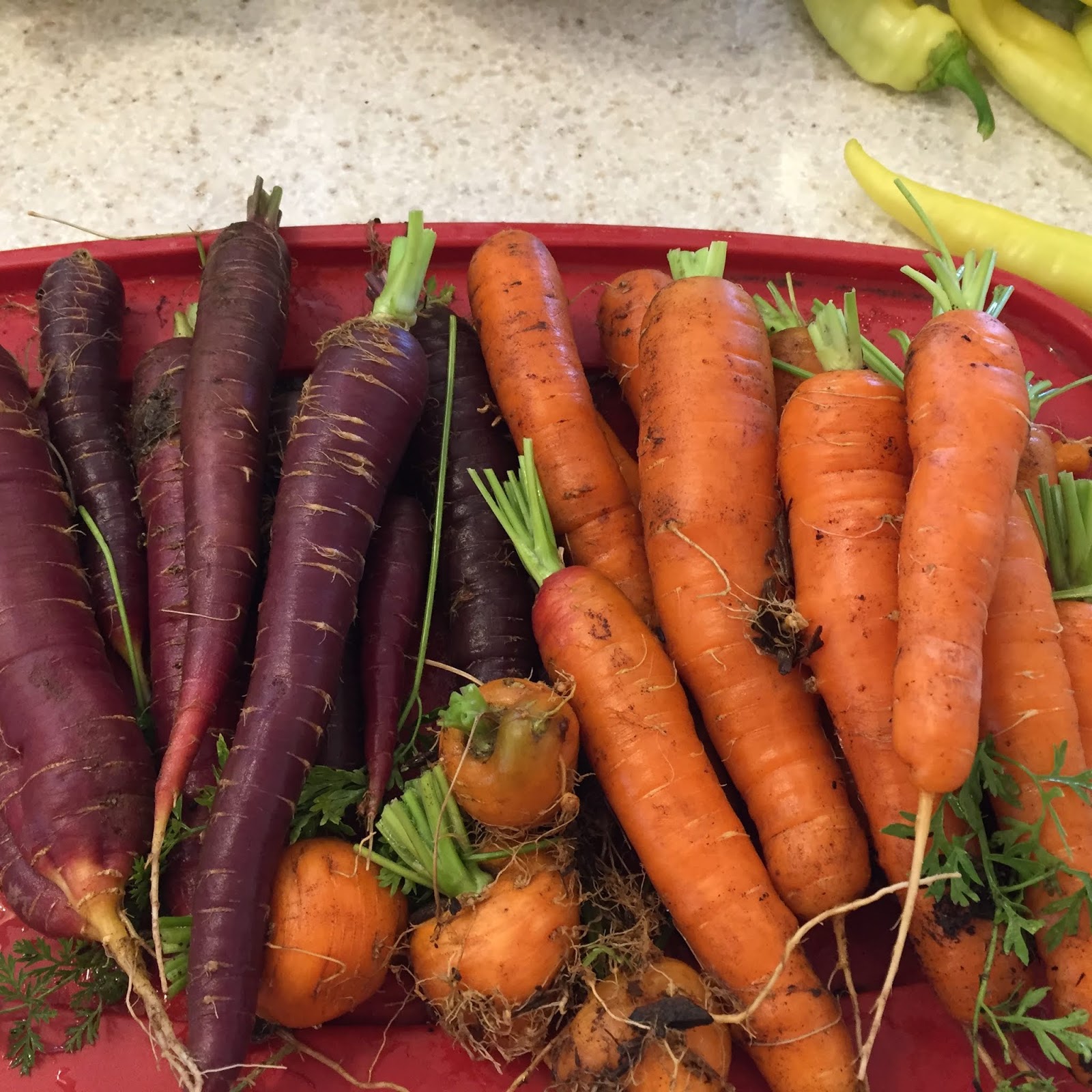 Growing Organic Carrots