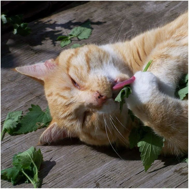 10 Pictures That Can Go Crazy With Or Without Catnip