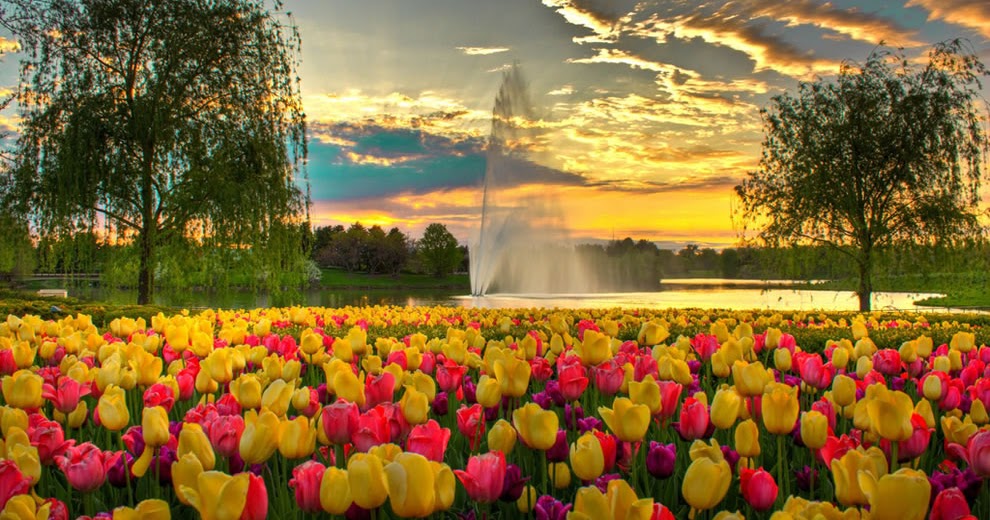 زهرة التوليب الأنواع والخصائص وظروف الزراعة بالصور روزبيديا