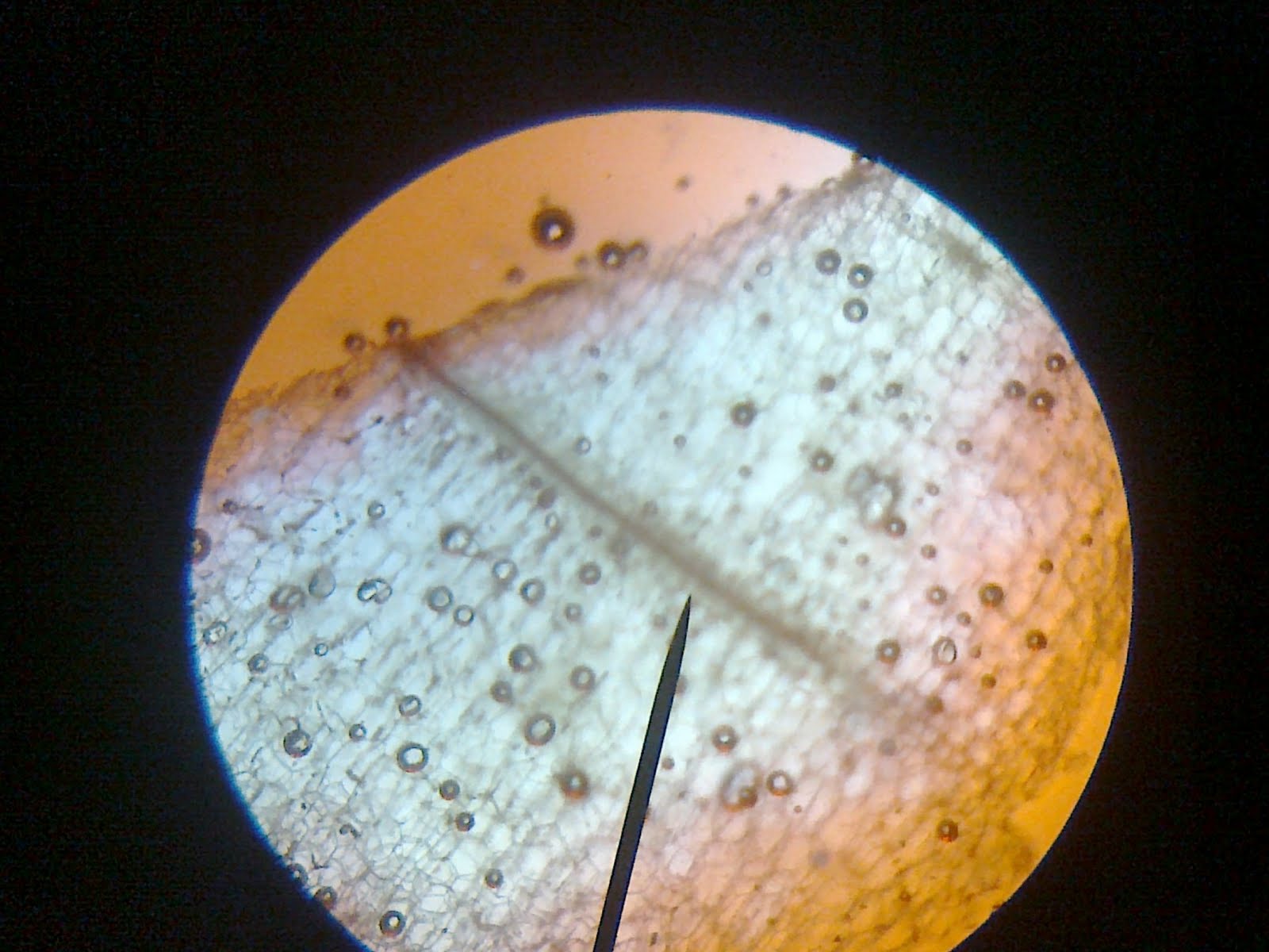 sel tumbuhan dilihat melalui mikroskop