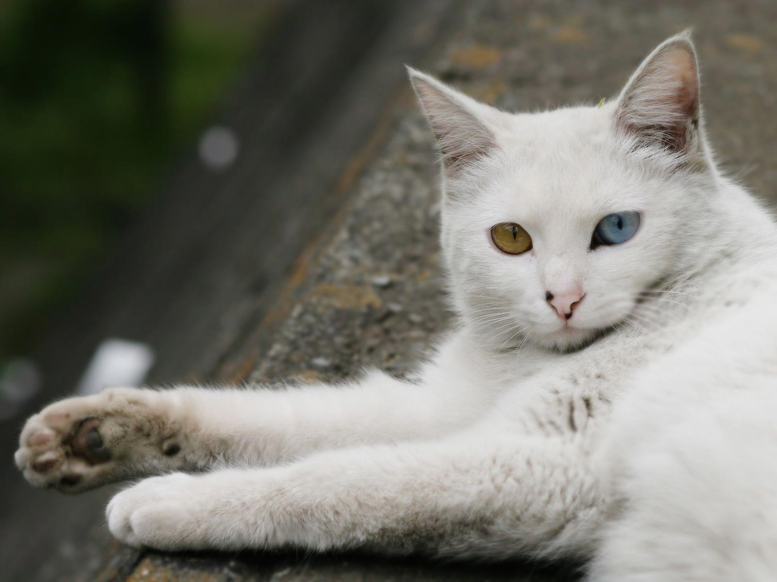Turkish Angora The Amazing One Cat by Pets Amazing Pets
