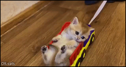 Funny &amp; cool kitty taking a ride lying in his truck toy • Cat GIF Site