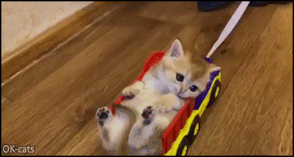 Funny & cool kitty taking a ride lying in his truck toy • Cat GIF Site