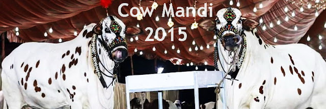Cow mandi malir 2015, Cow mandi multan 2015, Cow mandi  2015 hyderabad, Cow mandi  Lahore 2015, Cow mandi  Islamabad,2015, Cow mandi  rawalpindi 2015, Cow mandi  Faisalabad 2015, Cow mandi  London 2015, Cow mandi  dubai 2015, Cow mandi  Pakistan 2015, afridi cow mandi, afridi cow mandi 2015, asia cow mandi 2015, asia cow mandi 2015, bahawalpur cow mandi 2015, beautiful cow mandi, big cow mandi, big cow mandi 2015, big cow mandi 2015, bodyguard cow mandi, cow goat mandi, cow ki mandi you tube, cow mandi 12, cow mandi 1999, cow mandi 2015, cow mandi 2015 karachi youtube, cow mandi 2015 rawalpindi, cow mandi 2015 with price, cow mandi 2015, cow mandi 2015 hyderabad, cow mandi 2015 wallpaper, cow mandi 2015 youtube, cow mandi 2015, cow mandi 2015 rates karachi, cow mandi 2015 tune pk, cow mandi 2015 update, cow mandi 2015 video youtube, cow mandi 2015 youtube, cow mandi 2014, cow mandi 2014 dailymotion karachi, cow mandi 2014 video, cow mandi 2015, cow mandi 2015 dailymotion, cow mandi 2015 karachi dailymotion, cow mandi 2015 video, cow mandi 2016, cow mandi all pics, cow mandi and bakra mandi, cow mandi at karachi, cow mandi at karachi 2015, cow mandi bakra eid in pakistan, cow mandi bakra eid in pakistan facebook, cow mandi bakra eid pakistan, cow mandi bakra eid pakistan 2015, cow mandi catwalk, cow mandi chakwal, cow mandi chammak challo, cow mandi clips, cow mandi dailymotion, cow mandi dailymotion 2015, cow mandi dailymotion 2014, cow mandi dailymotion video, cow mandi dilpasand, cow mandi dilpasand 2015, cow mandi dilpasand 2015, cow mandi dilpasand 2015, cow mandi download, cow mandi dubai, cow mandi express, cow mandi facebook, cow mandi facebook 2015, cow mandi facebook 2015, cow mandi facebook 2014, cow mandi facebook 2014 video, cow mandi facebook 2015, cow mandi faisalabad, cow mandi faisalabad 2015, cow mandi for sale, cow mandi funny clips, cow mandi funny videos, cow mandi games, cow mandi games online, cow mandi gujranwala, cow mandi highway, cow mandi hyderabad, cow mandi hyderabad 2015, cow mandi in asia, cow mandi in bahawalpur, cow mandi in faisalabad, cow mandi in india, cow mandi in karachi, cow mandi in lahore, cow mandi in lahore 2015, cow mandi in lahore 2015, cow mandi in pakistan, cow mandi islamabad, cow mandi islamabad 2015, cow mandi karachi, cow mandi karachi 2010 video, cow mandi karachi 2015 pictures, cow mandi karachi 2015 youtube, cow mandi karachi 2014, cow mandi karachi 2014 dailymotion, cow mandi karachi 2014 rates, cow mandi karachi 2014 video, cow mandi karachi 2015, cow mandi karachi dailymotion, cow mandi karachi facebook, cow mandi lahore, cow mandi lahore 2015, cow mandi lahore 2015, cow mandi lahore 2015 facebook, cow mandi lahore 2014, cow mandi lahore 2015, cow mandi lasania, cow mandi latest news, cow mandi live, cow mandi live 2015, cow mandi local, cow mandi malir 2015, cow mandi malir 2015, cow mandi map, cow mandi movie, cow mandi movie 2015 karachi, cow mandi movie 2015, cow mandi multan, cow mandi multan 2015, cow mandi multan 2015, cow mandi multan 2015, cow mandi news, cow mandi news 2015, cow mandi news 2015 karachi, cow mandi news 2015, cow mandi october 2015, cow mandi of 2015, cow mandi of 2015 in karachi, cow mandi of 2015, cow mandi of karachi, cow mandi of karachi 2015, cow mandi olx, cow mandi on dailymotion, cow mandi on facebook, cow mandi online, cow mandi pakistan 2015, cow mandi pic, cow mandi pic.com, cow mandi pics 2015 karachi, cow mandi pics 2015, cow mandi pics 2014, cow mandi pictures, cow mandi pictures 2015, cow mandi prices in karachi 2015, cow mandi prices in karachi 2015, cow mandi prices in karachi 2015, cow mandi qurbani 2015, cow mandi qurbani 2015, cow mandi qurbani dailymotion, cow mandi rate, cow mandi rate in karachi, cow mandi rates 2015, cow mandi rawalpindi, cow mandi rawalpindi 2015, cow mandi rawalpindi 2015, cow mandi shahid afridi, cow mandi sohrab goth 2015, cow mandi sohrab goth 2015, cow mandi sohrab goth 2015 pics, cow mandi sohrab goth 2015 videos, cow mandi sohrab goth 2015, cow mandi sohrab goth 2015 dailymotion, cow mandi sohrab goth 2015 facebook, cow mandi sohrab goth 2015 pictures, cow mandi sohrab goth 2014, cow mandi sohrab goth karachi, cow mandi songs, cow mandi sukkur 2015, cow mandi update, cow mandi update 2015, cow mandi video, cow mandi video 2015, cow mandi video 2015, cow mandi video 2015, cow mandi video 2015 dailymotion, cow mandi video 2014 karachi, cow mandi video 2015, cow mandi video dailymotion 2014, cow mandi video download, cow mandi video youtube, cow mandi videos dailymotion, cow mandi wallpaper, cow mandi with songs, cow mandi youtube, cowmandi.com 2014, eid cow mandi 2015, eid cow mandi 2015, eid cow mandi 2015, highway cow mandi 2015, how many official cow mandi exist in karachi, http //www.cow mandi.com/, hyderabad cow mandi 2015, images of cow mandi, karachi cow mandi 2015 qurbani, karachi cow mandi express 2015, karachi cow mandi news, karachi cow mandi rates 2015, karachi cow mandi youtube, karachi cow mandi.com, nawabshah cow mandi, new cow mandi 2010, new cow mandi 2015, new cow mandi 2015 video, pan mandi cow qurbani, pics of cow mandi, pics of cow mandi 2015, pics of cow mandi 2015 karachi, pics of cow mandi 2015, pics of cow mandi 2015 karachi, pictures of cow mandi in karachi 2015, pictures of cow mandi in karachi 2015, qurbani cow mandi 2010, qurbani cow mandi 2015, rawat cow mandi, taxila cow mandi, thatta cow mandi, the cow mandi, today cow mandi, top cow mandi, video of cow mandi, videos of cow mandi 2015 karachi, www cow mandi 2015, www cow mandi 2015 karachi, www cow mandi 2015 karachi, www cow mandi karachi 2015, www.cow mandi pictures.com, www.cow mandi.com 2015, youtube cow mandi 2015