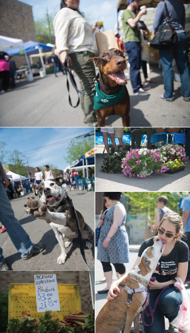 Two Pitties in the City Things to Do in Chicago with Dogs Hyde Park Farmer's Market