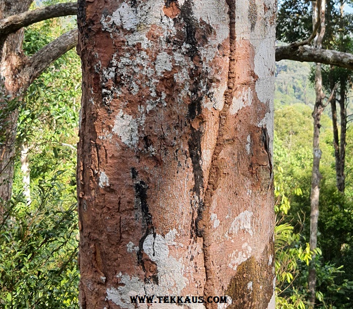 Black Termite In The Forest The Habitat