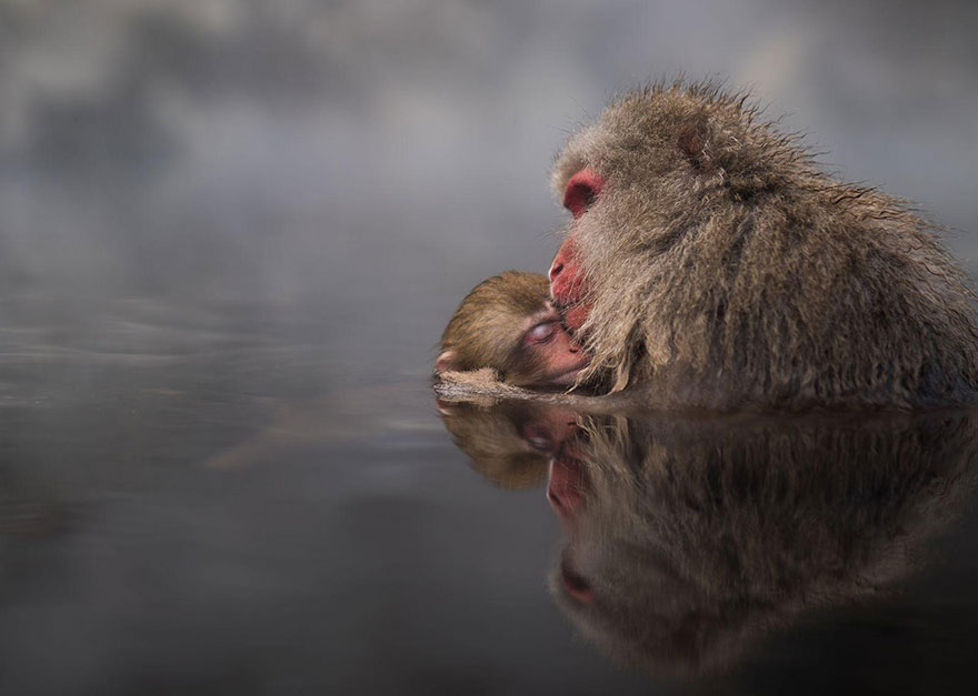 These Are The 35 Best Pictures Of 2016 National Geographic Traveler Photo Contest - Family Ties, Japan