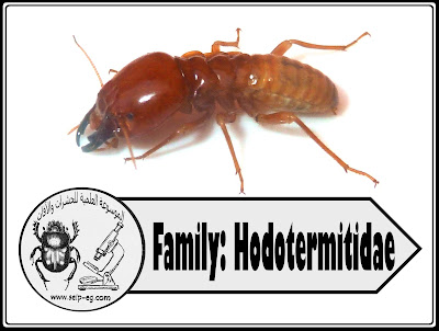Family: Hodotermitidae