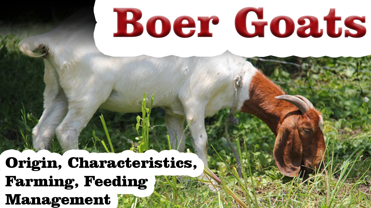Vet in Pakistan Boer Goat Breed Characteristics and Farming Benefits