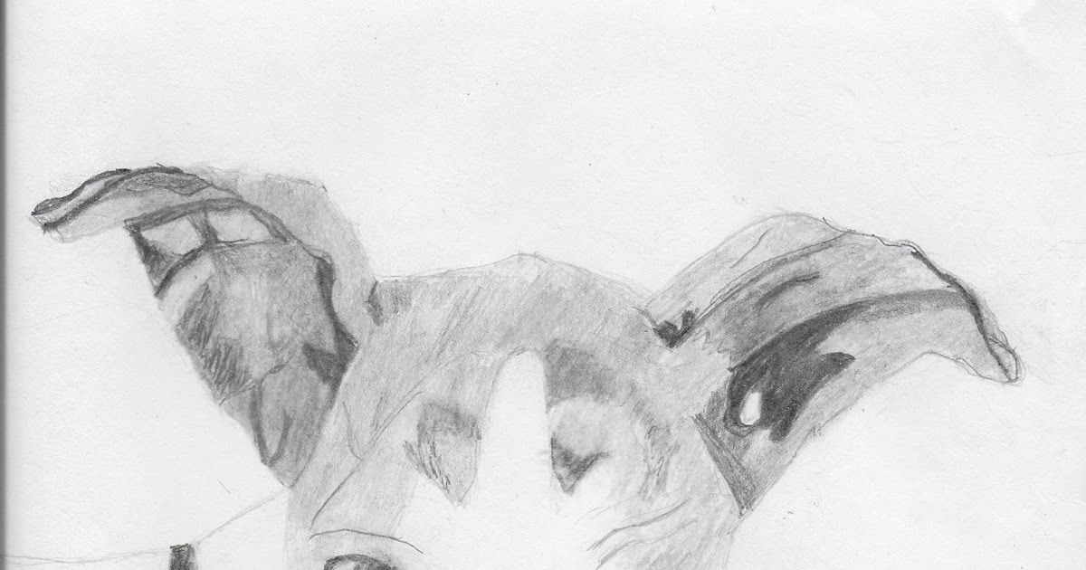 Greyhound Roo Why Do We Love?