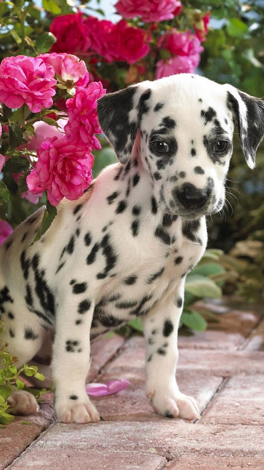   Small Dalmatian   Android Best Wallpaper