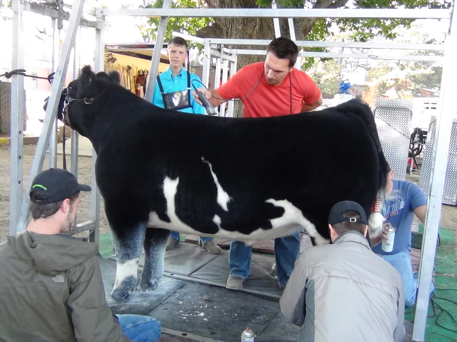Executive Sires Inc 2012 Illinois State Fair Simmental Steer 