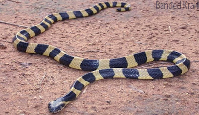Banded krait snake, শঙ্খিনী বা ভোতালেজ কেউটে বা ডোরা কাল কেউটে বা ডোরা শঙ্খিনী