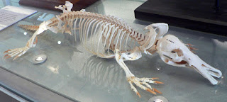 Bir ornitorenk iskeleti