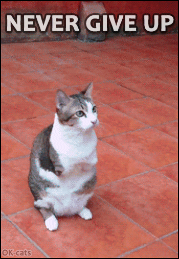 Cat GIF with caption • NEVER GIVE UP! Cat without front legs jumps high! Set a goal and go for it! Cat GIF with caption • NEVER GIVE UP! Cat without front legs jumps high! Set a goal and go for it!