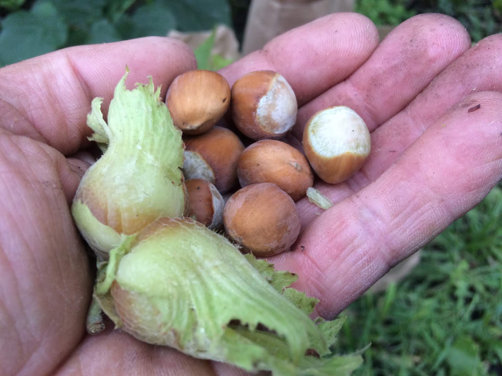 Riverbend Hazelnuts December 2018
