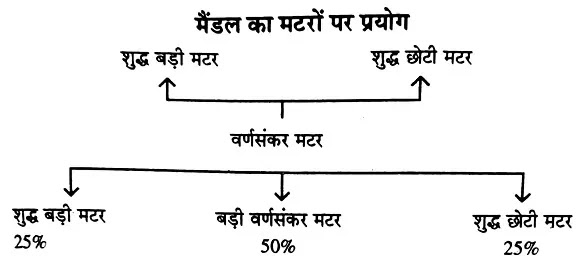 law-of-Mendels