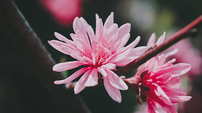 Flower, pink, bloom, plant, macro