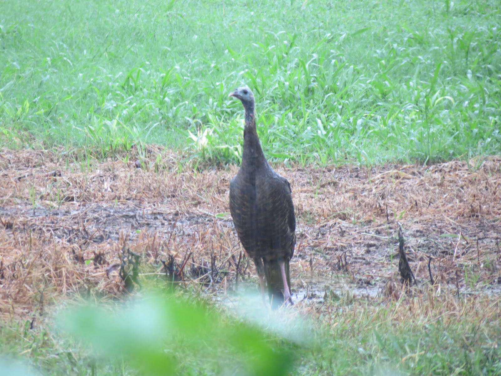 Our Nature Turkeys in the Pouring Rain