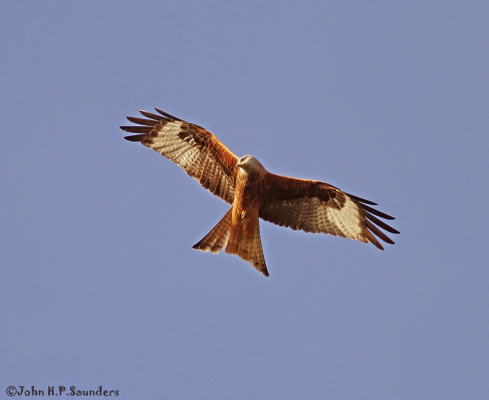 Hedgeland Tales Red Kites at Stilton, Cambridgeshire