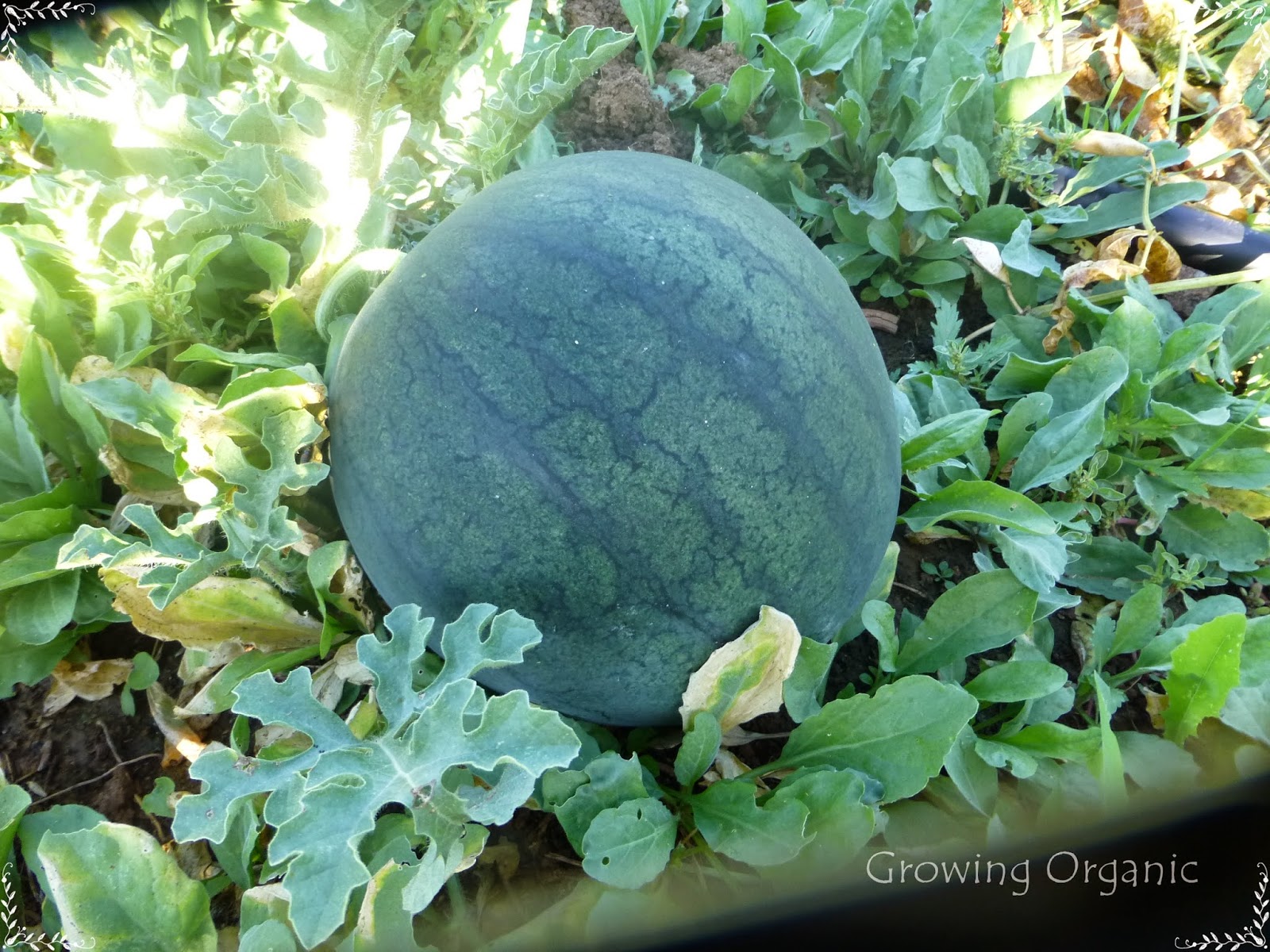 Growing Organic How to Grow & Harvest Watermelon