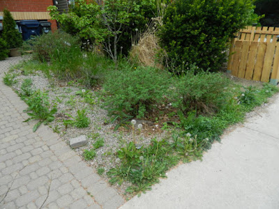 Leslieville Toronto summer garden cleanup before by Paul Jung Gardening ServicesLeslieville Toronto summer garden cleanup before by Paul Jung Gardening Services