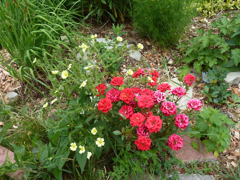 Marlene's Space Late June Flowers