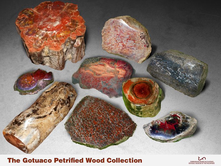 The Magical Petrified Woods Fossil [World Wood Day 2021]