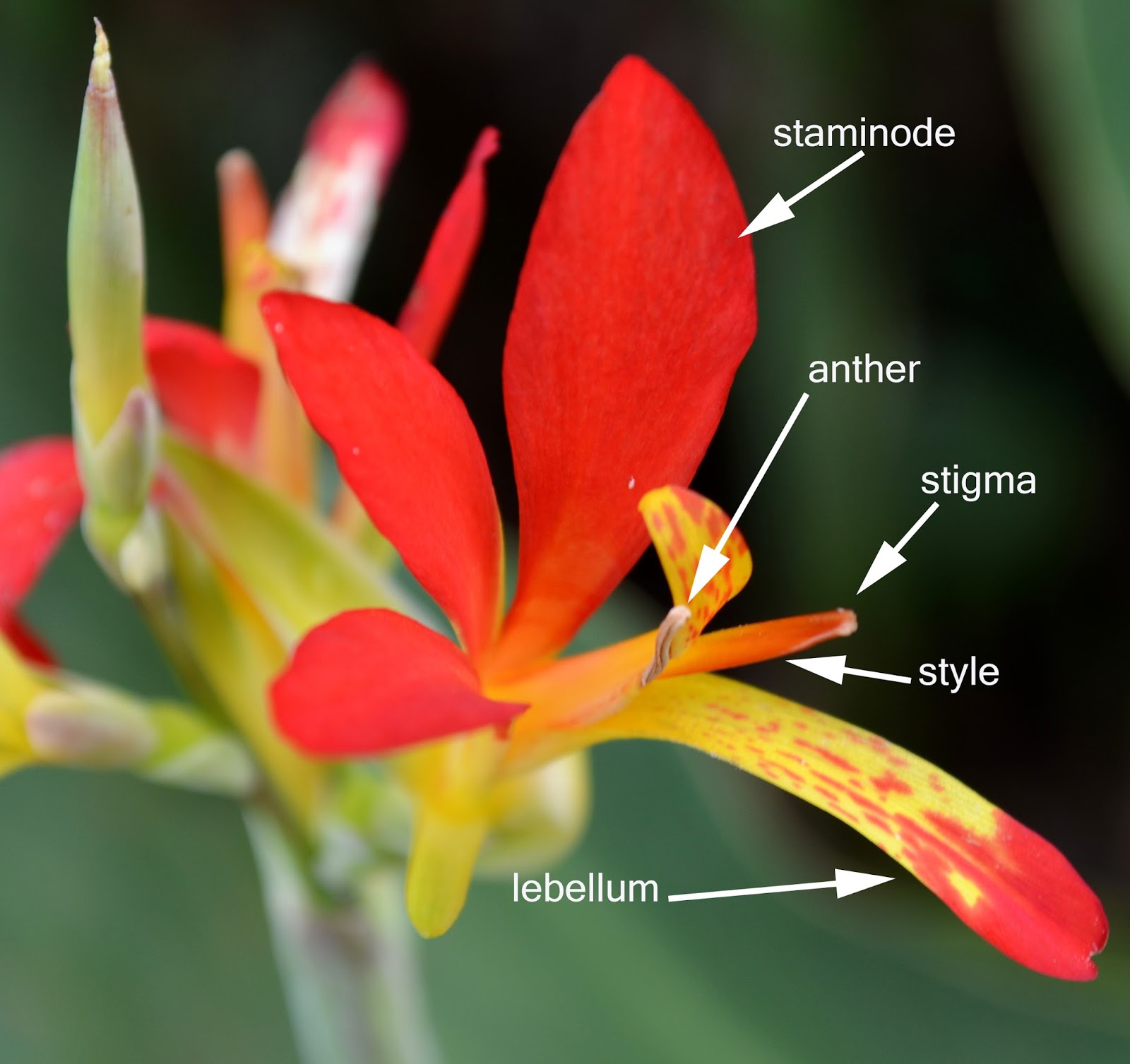 Brian's Botanicals The Canna Flower