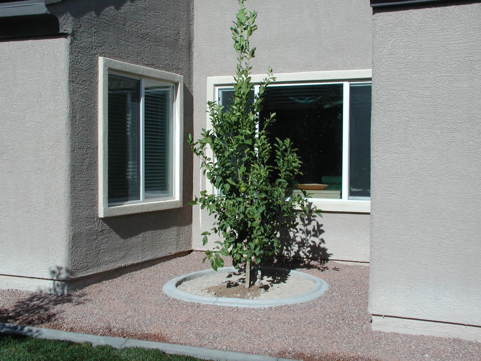 Xtremehorticulture of the Desert Successful Lemon Tree Growing in Las