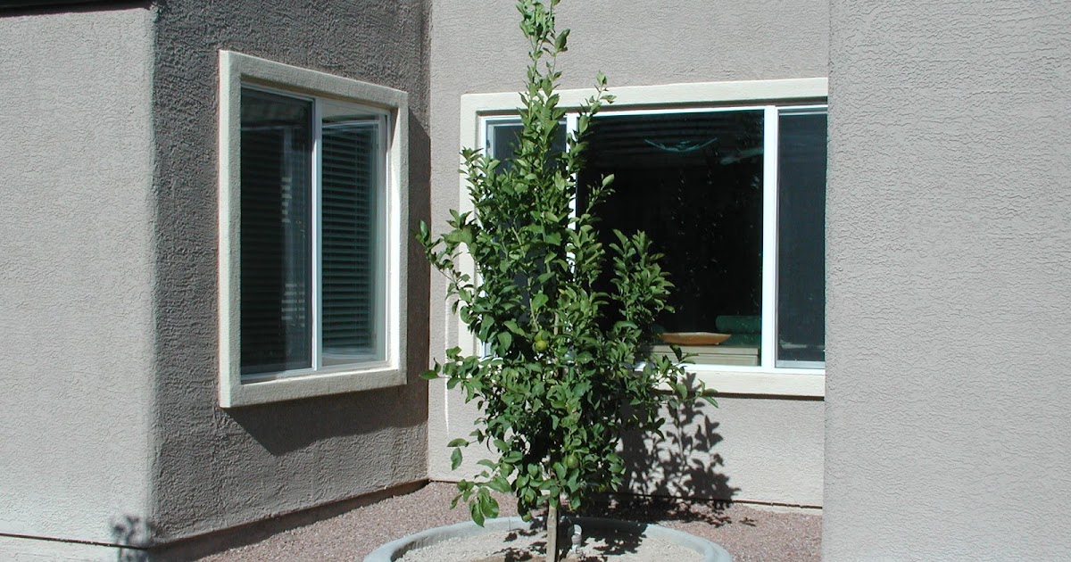 Xtremehorticulture of the Desert Successful Lemon Tree Growing in Las