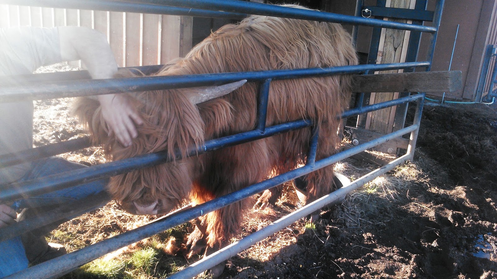 Asman Highland Cattle Squeeze chutes for horned cattle