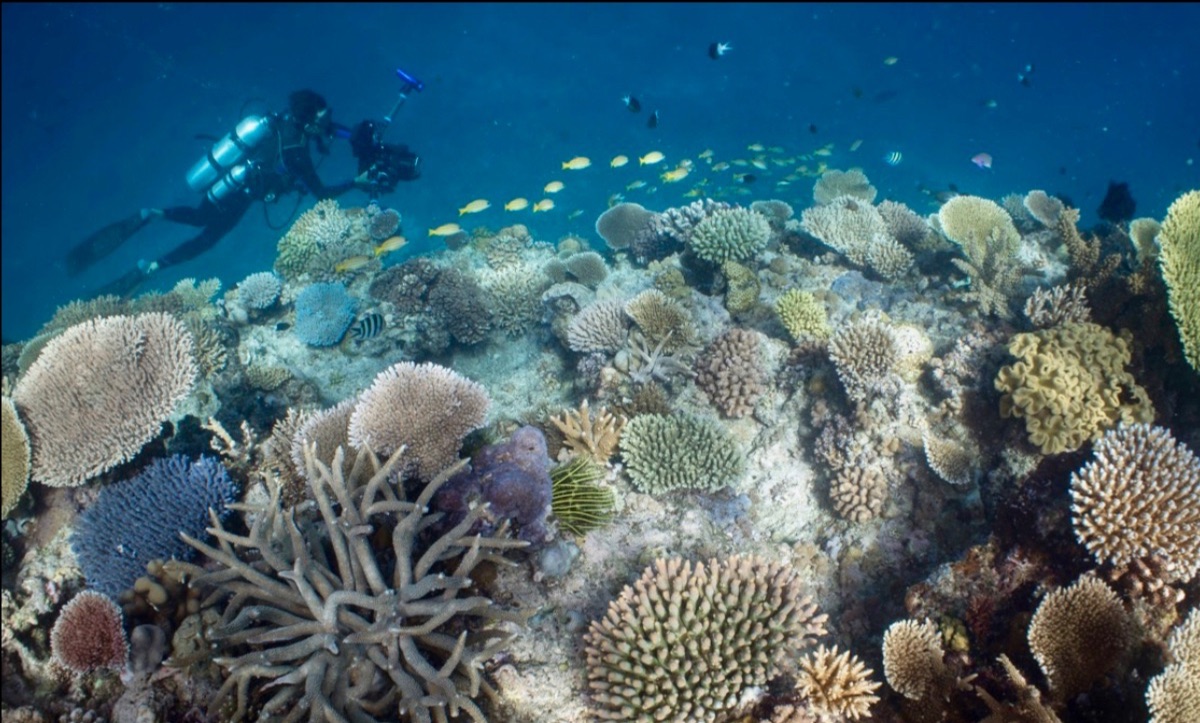 Большой барьерный риф ответ. Биогеоценоз большой Барьерный риф. Коралловый риф в Австралии. Большой Барьерный риф Австралия. Большой Барьерный риф полипы.