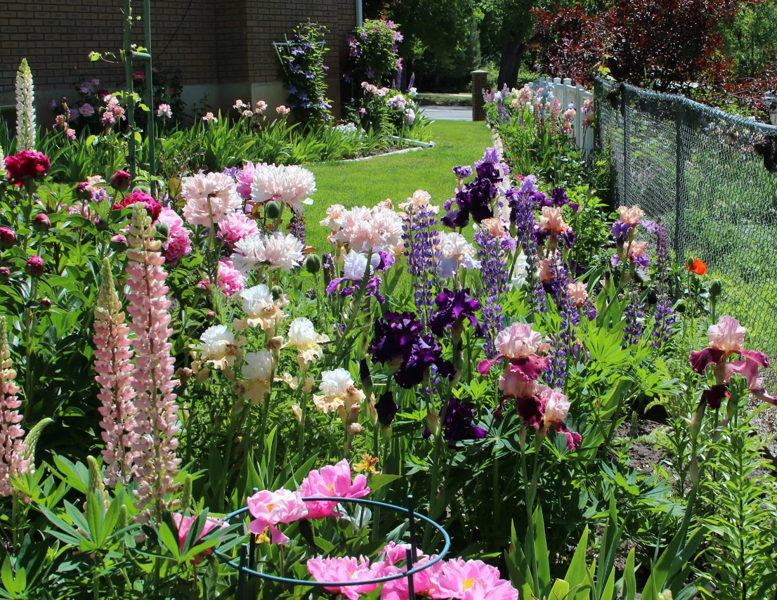 World of Irises "Talking Irises" TALL BEARDED IRISES COMPANION PLANTS